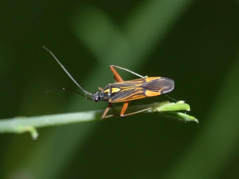 Lygaeidae? No. Miridae su ginestra: Miris striatus